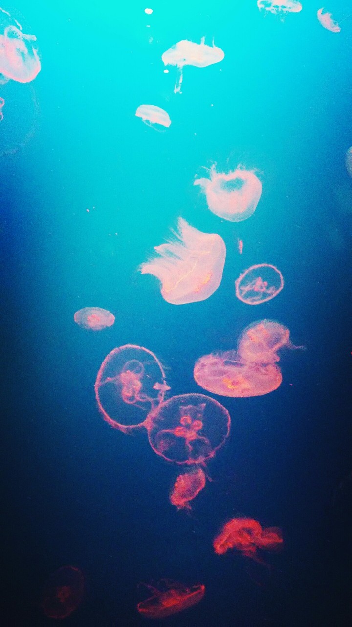 medusas