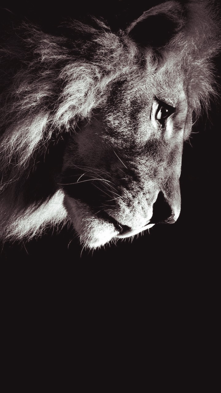 lion