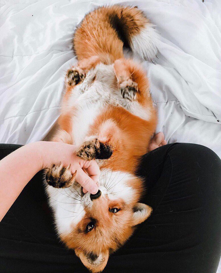 fox