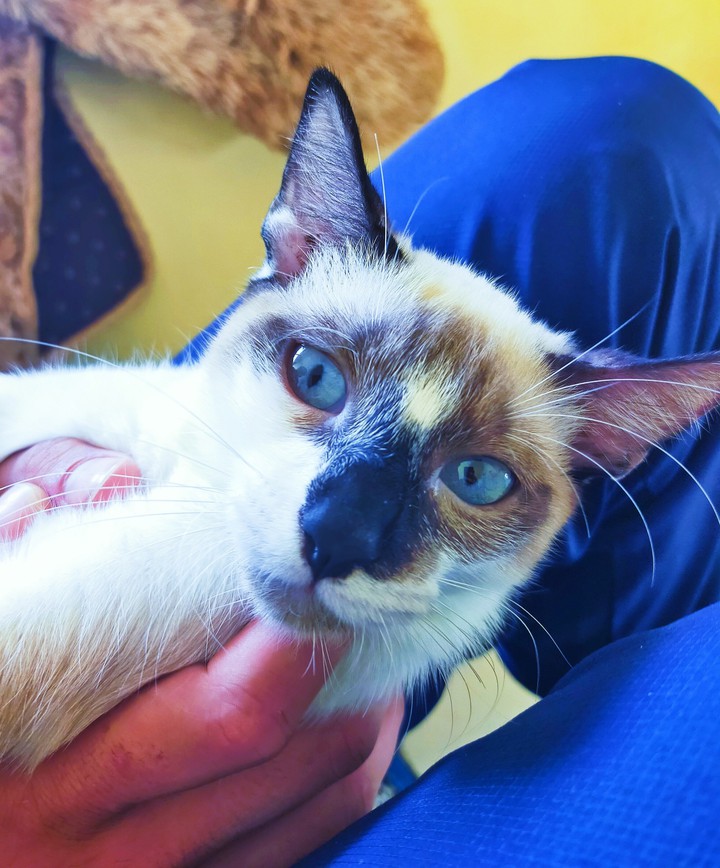cat with blue eyes