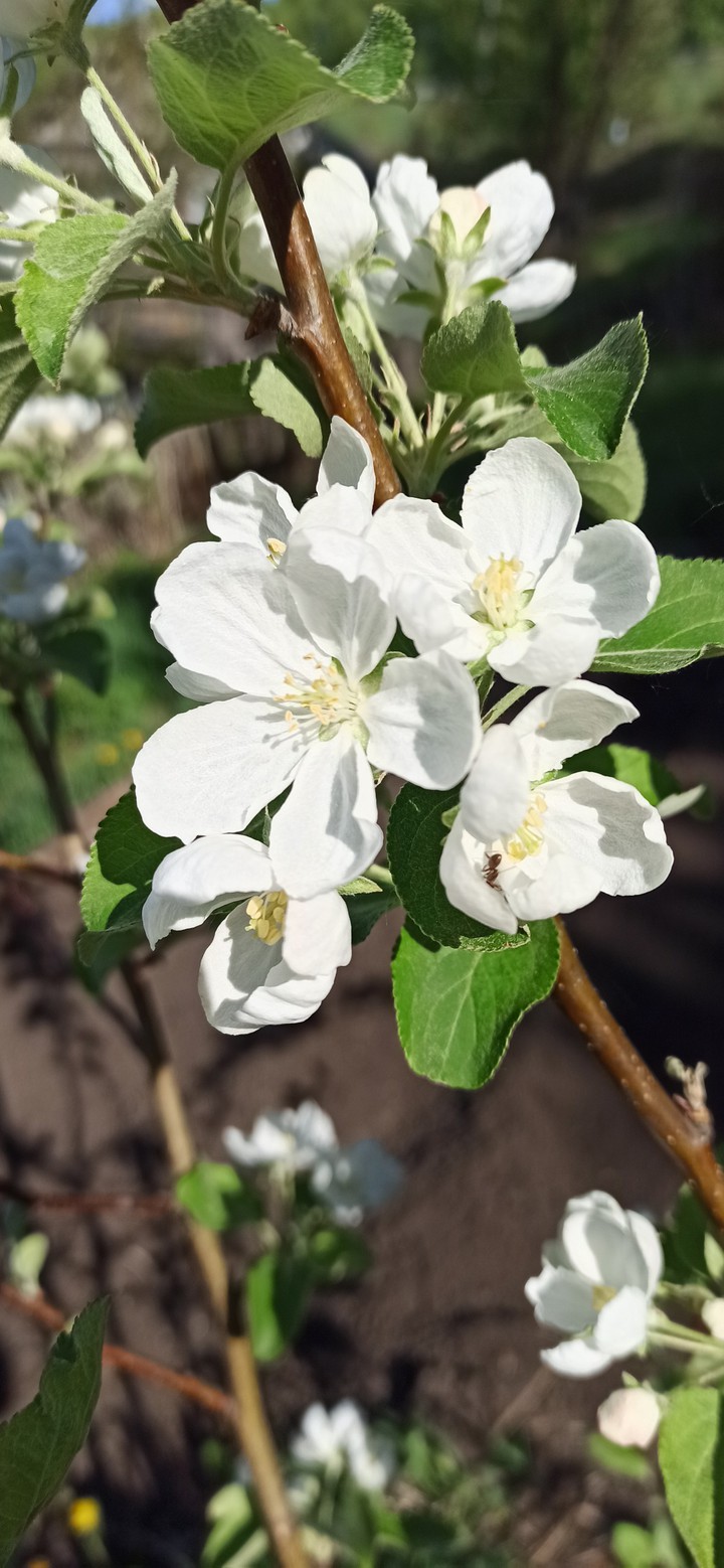 spring