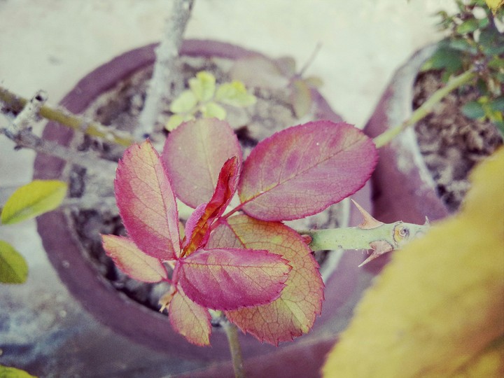 rose