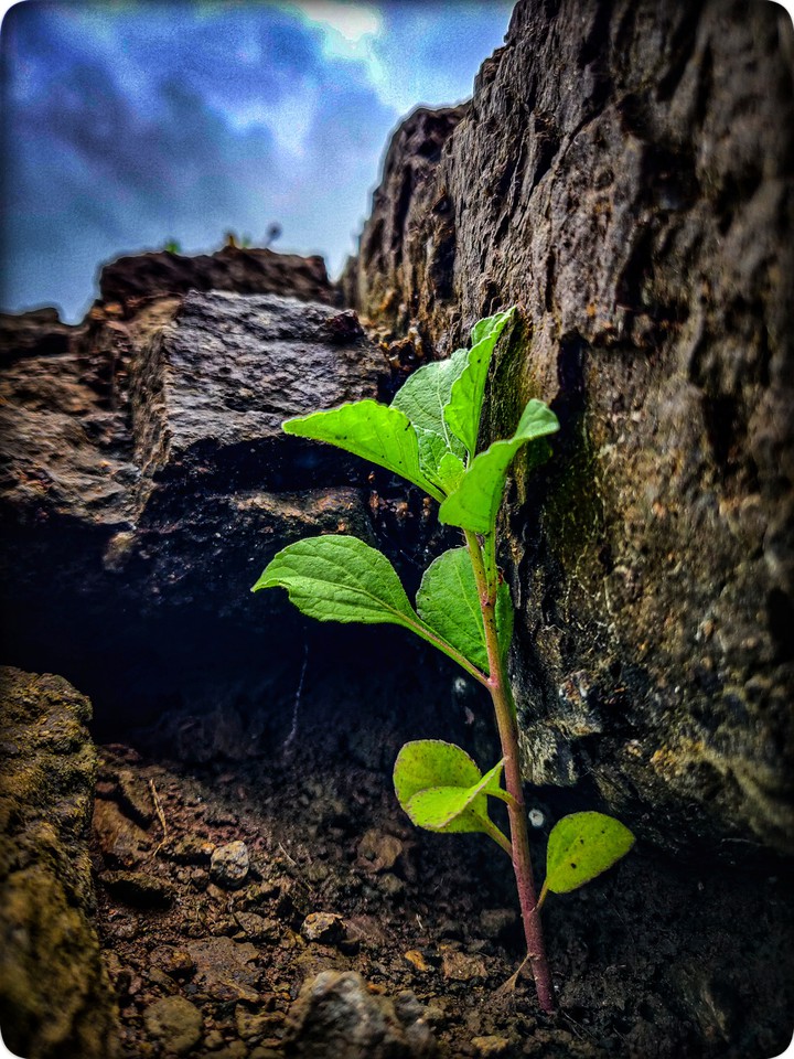 Green plant