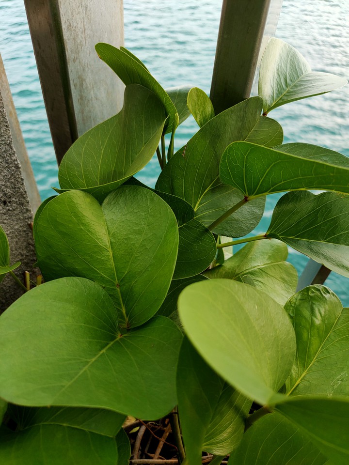 Green By The Bay