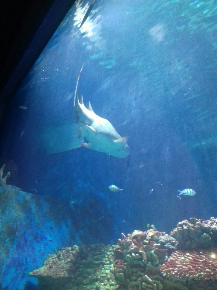 #shark 