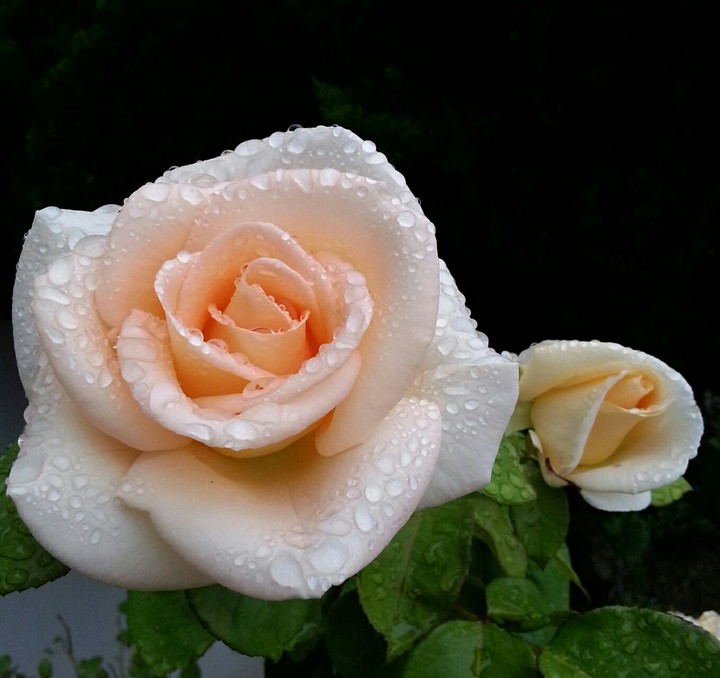 dew drops