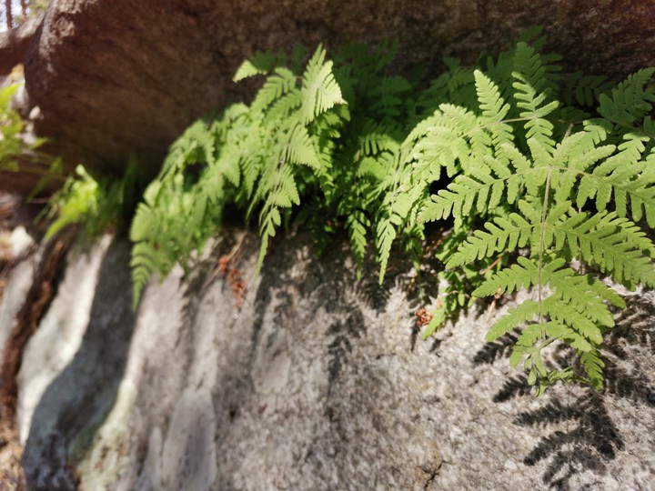 where the fern grows