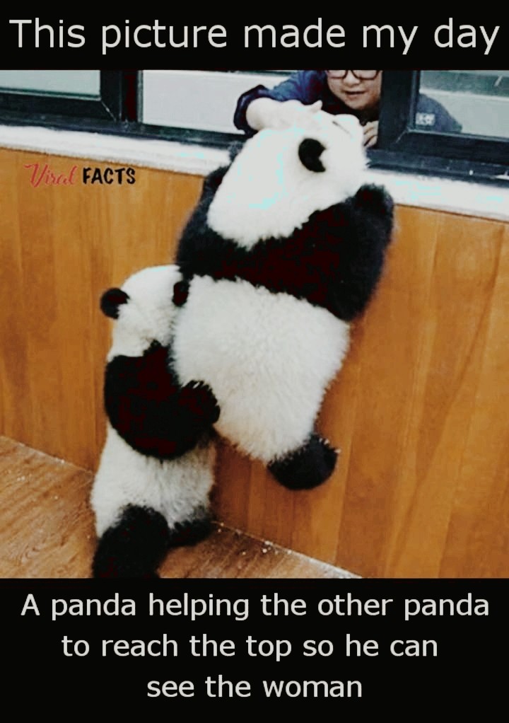 Cute Panda Bears