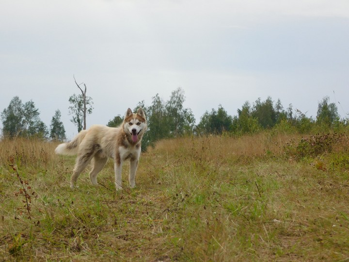 Хасик