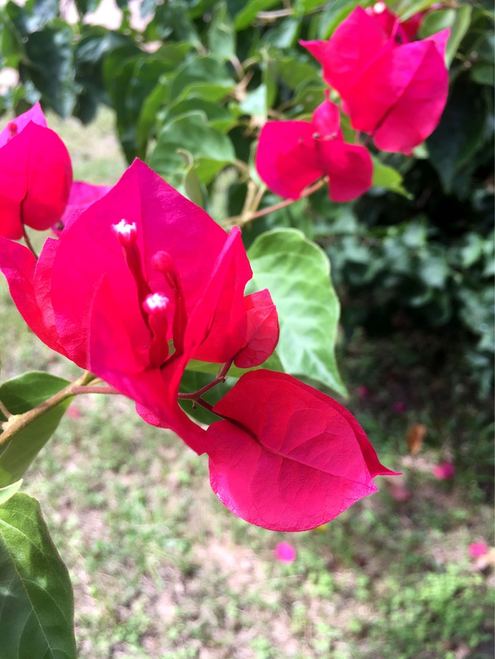 Flor - Flower