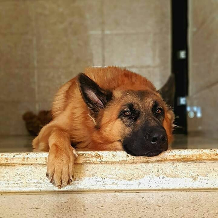 dog