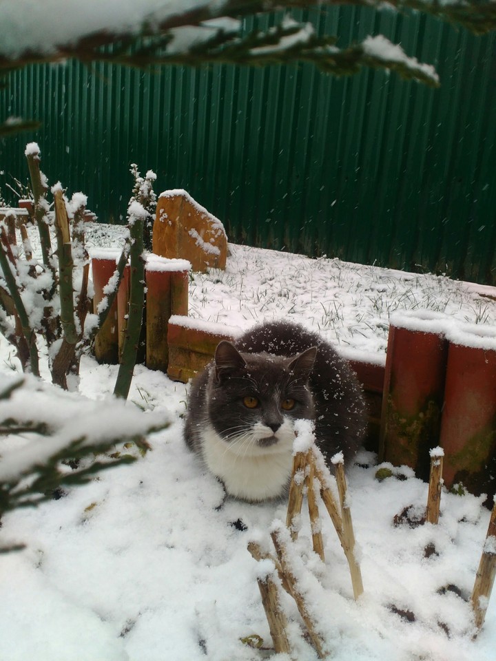 киця