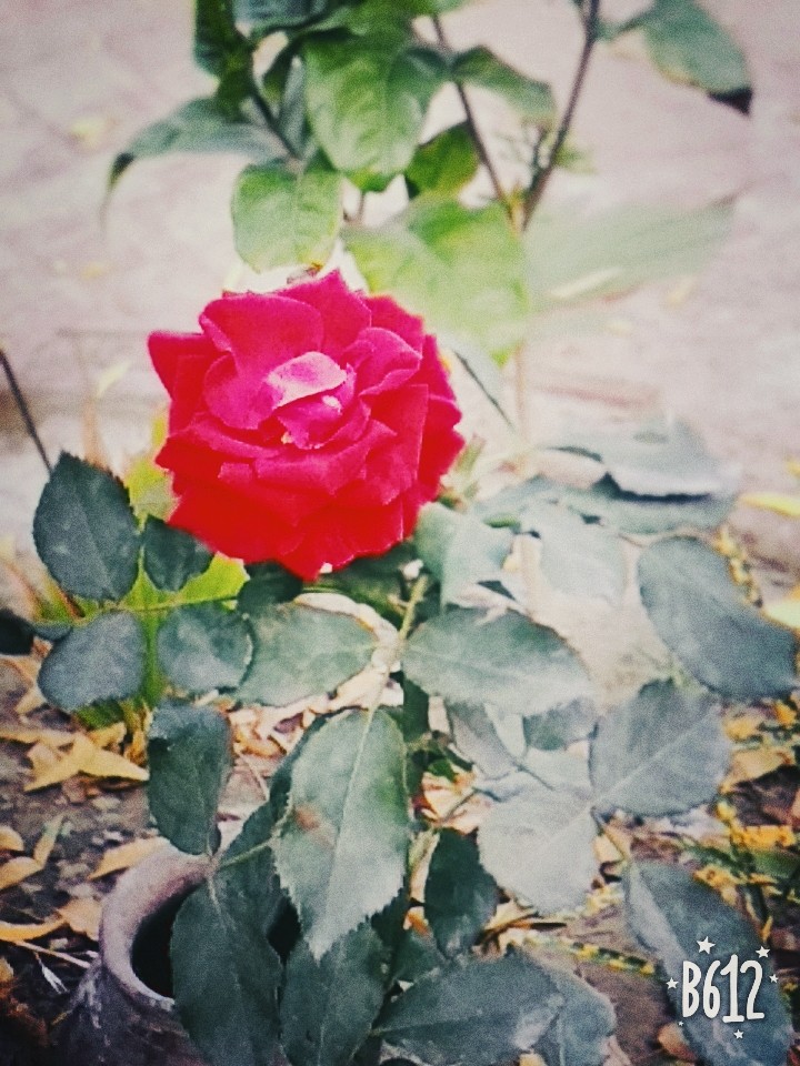 #beautifull