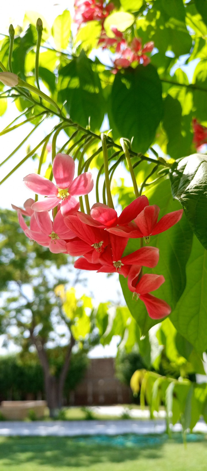 hanging flowers