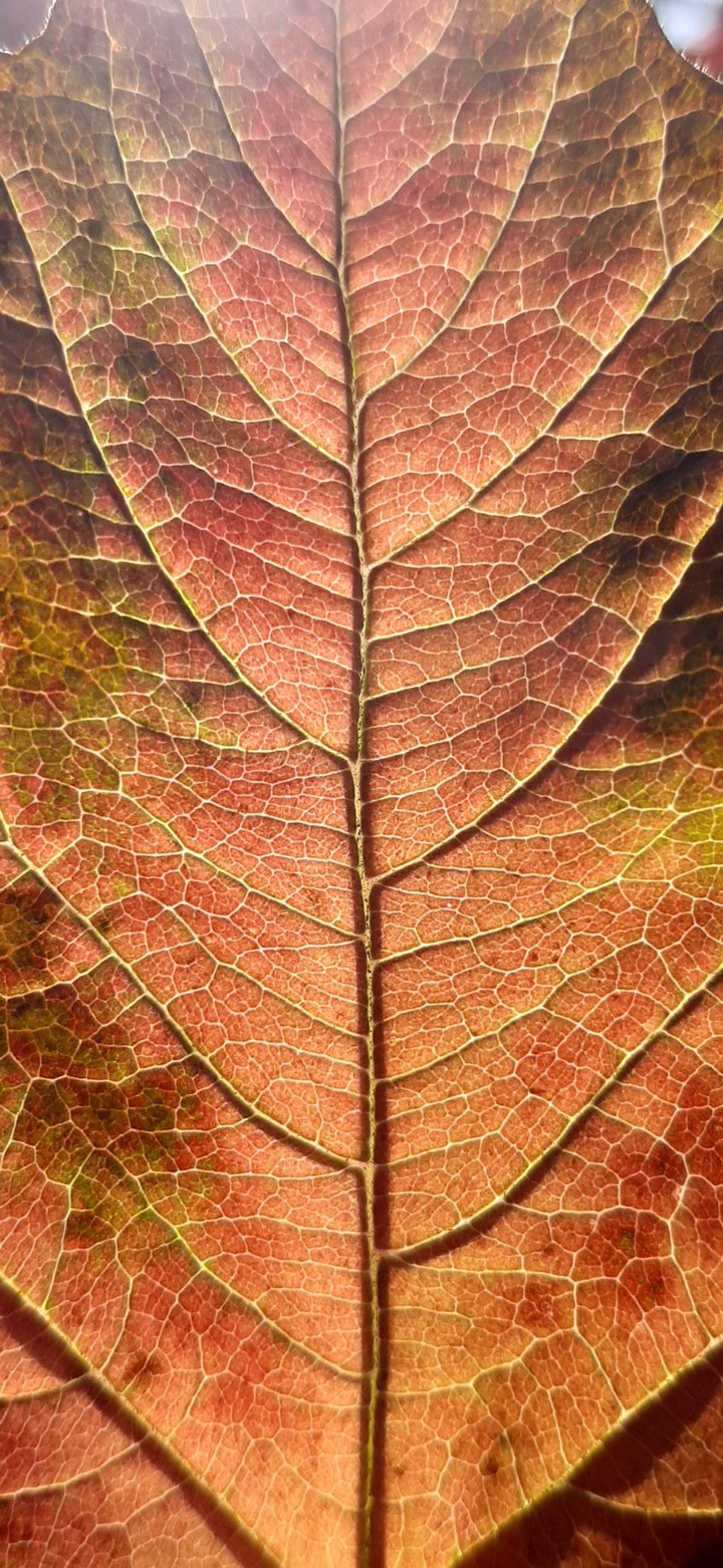 autumn