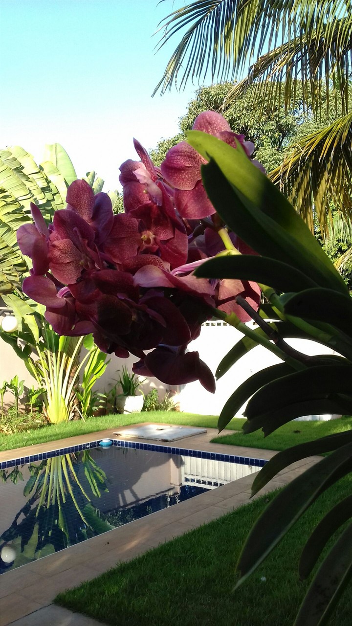orquídea Brasil Tropical