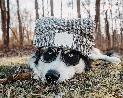 winter, fur वॉलपेपर
