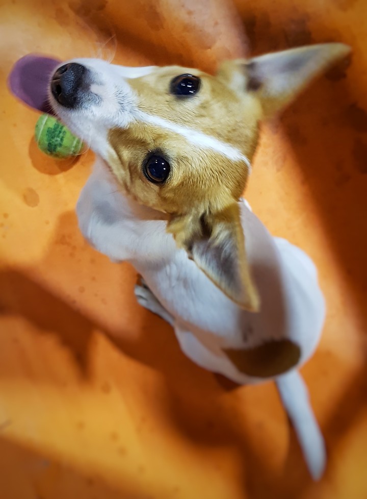 jack russel