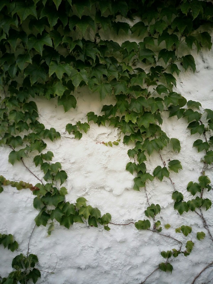 Vine on wall