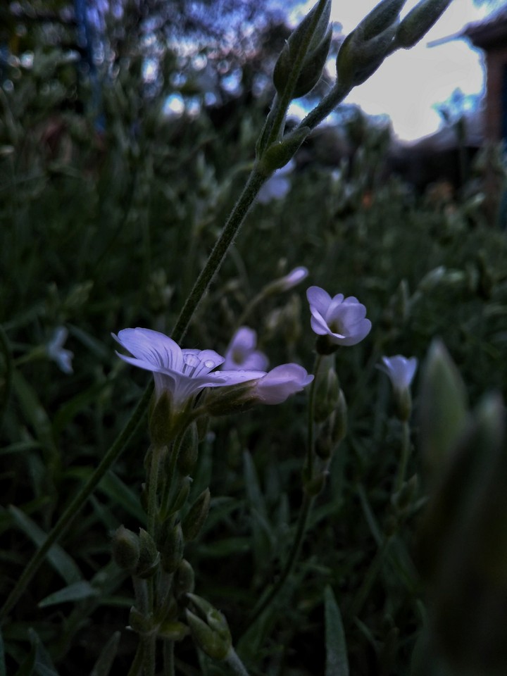 spring