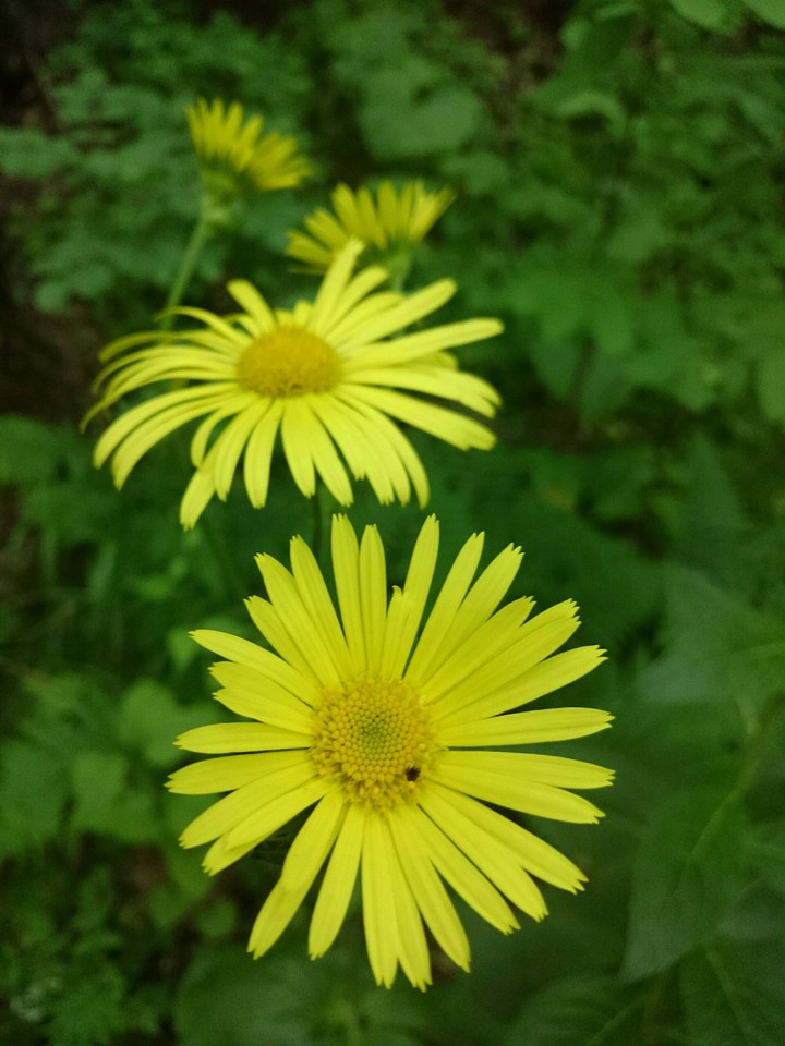 flowers in Arasbaran jangle, Iran