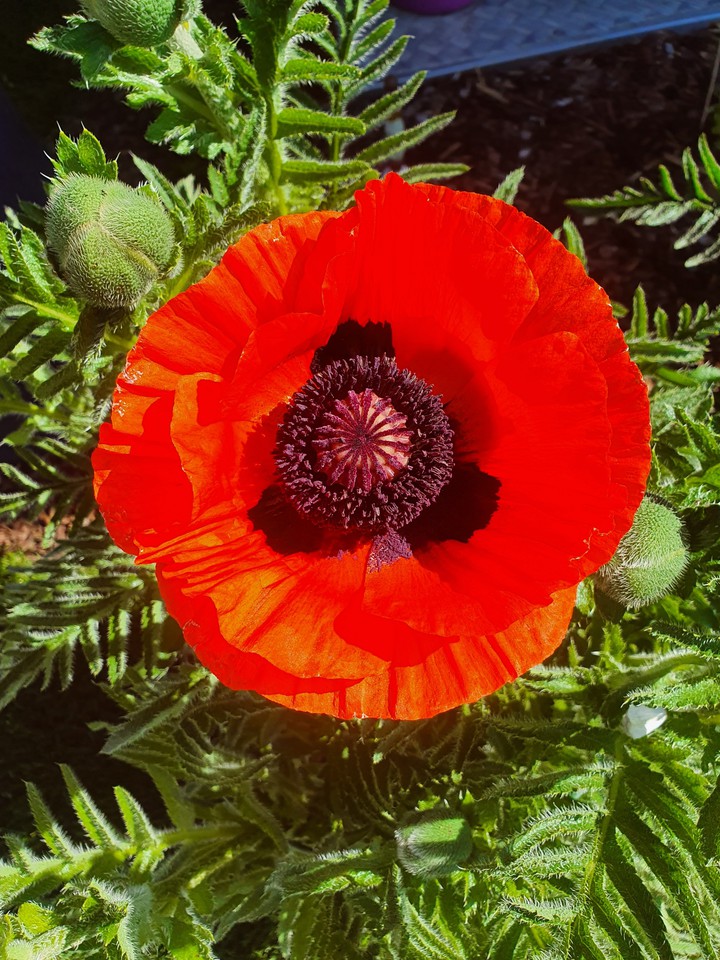 Mohnblume