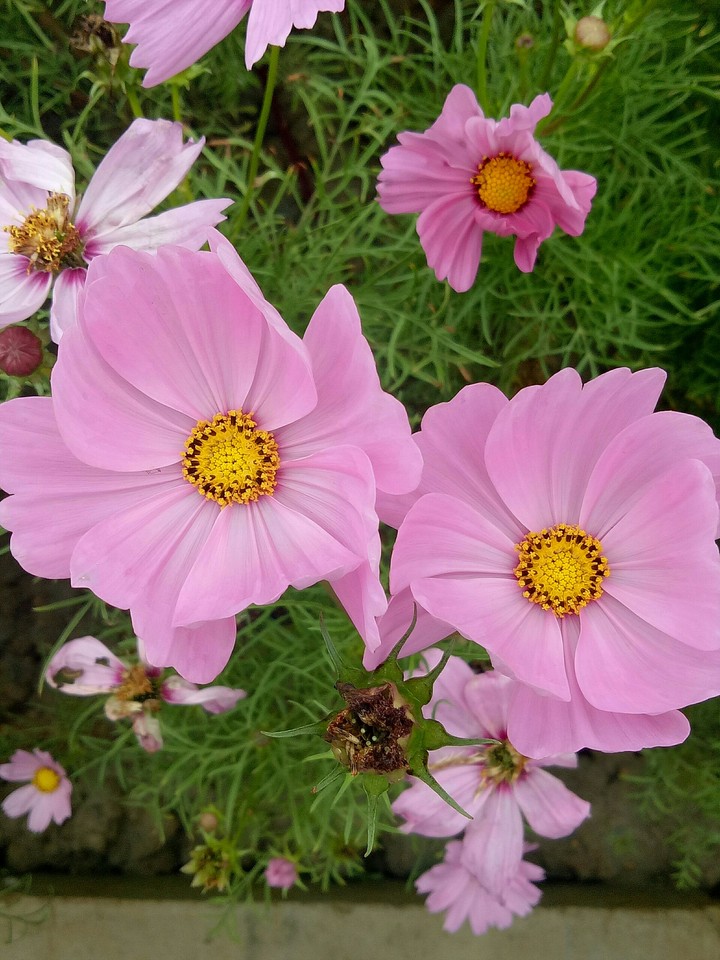 pink lady