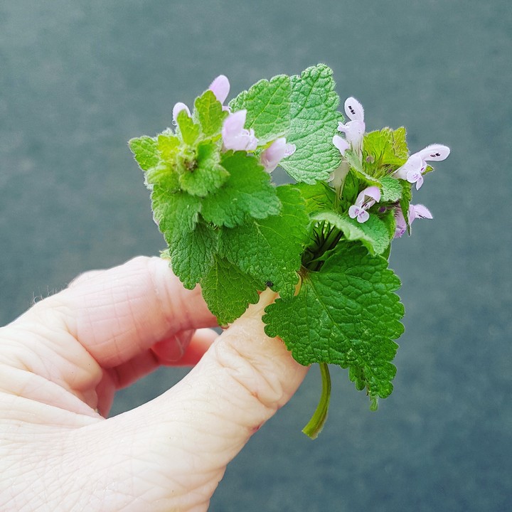 Bouquet de Pissenlit.