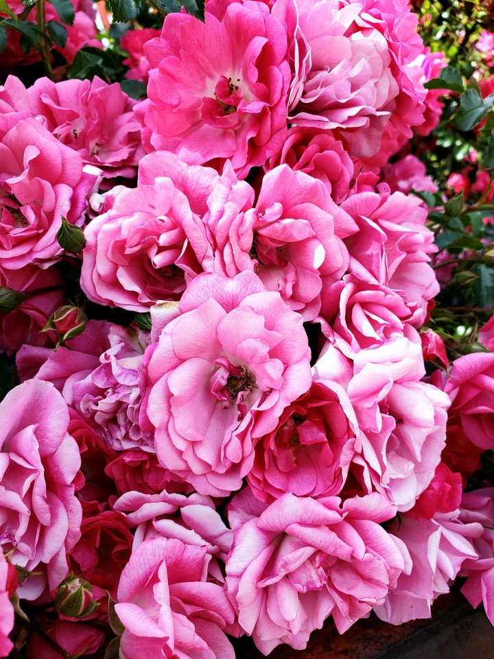 Pink garden roses