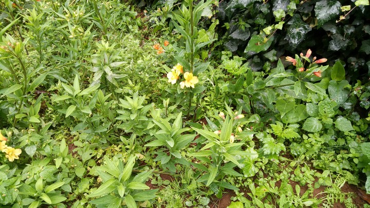 ooty