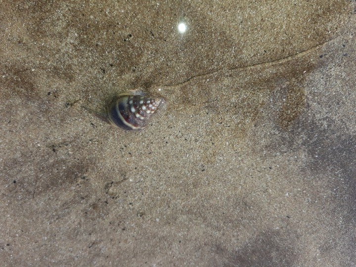snail
