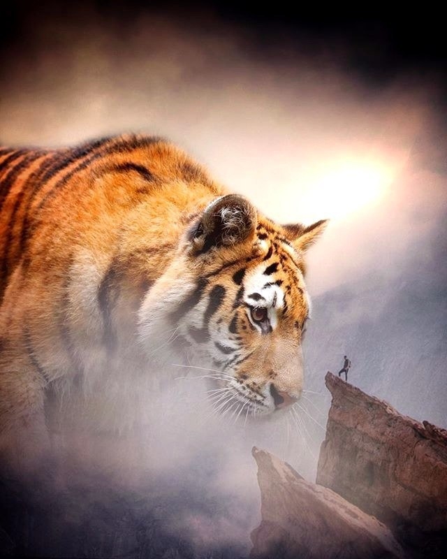 Tiger / Тигр / Tigre