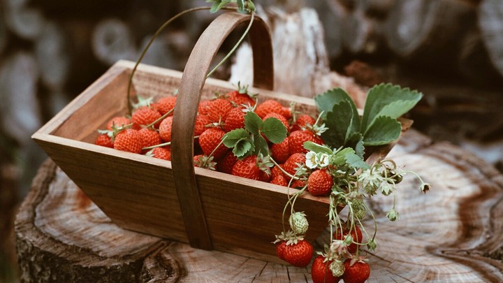 Strawberry Harvest