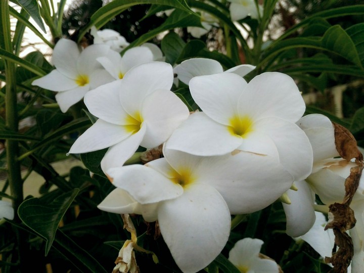 white flowers