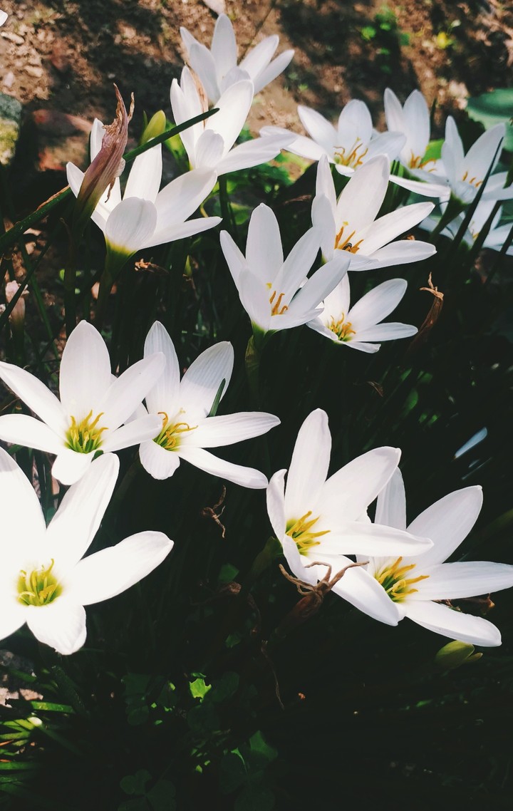 Flower