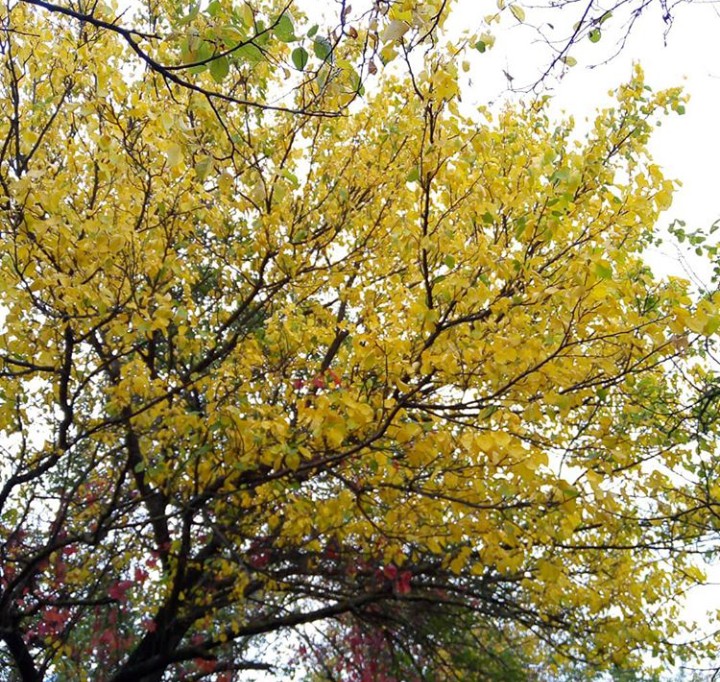 yellow