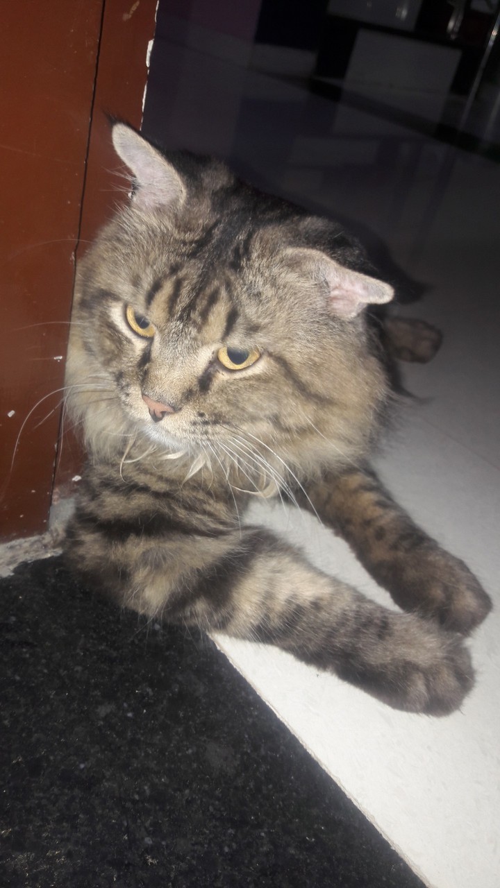 cat