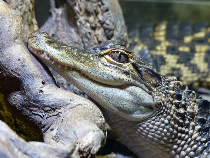 Crocodile