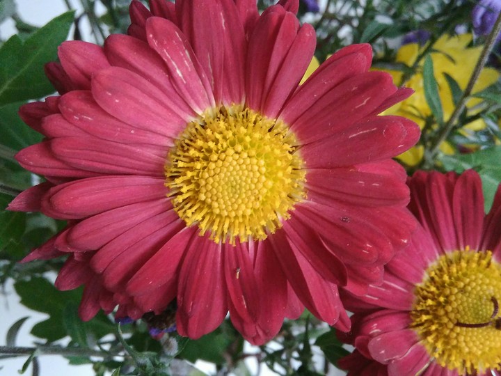 red flower