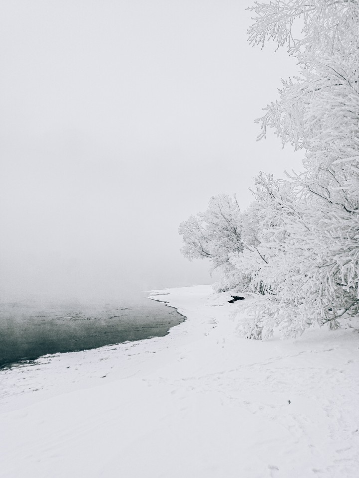 White taiga