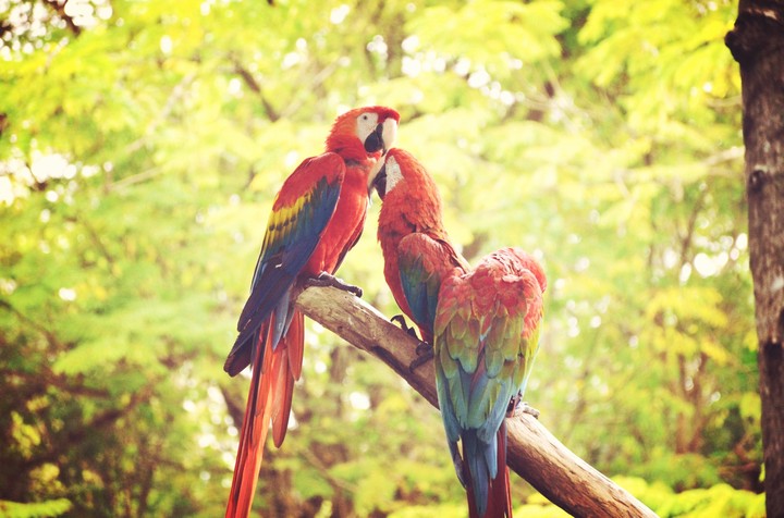 Macaw...