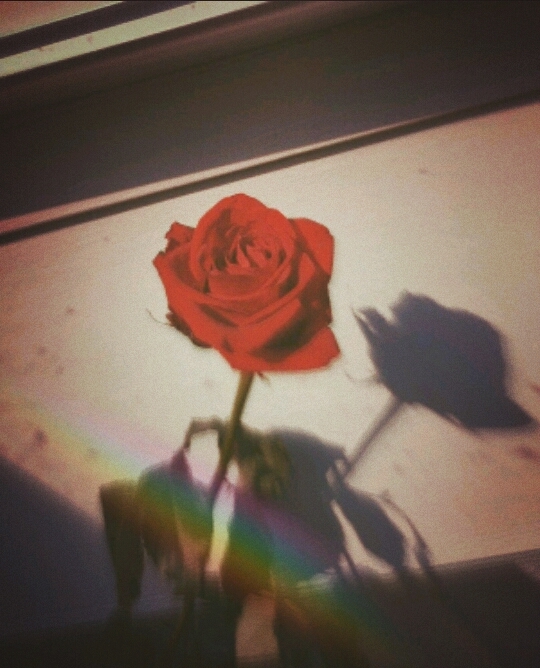 °•R o s e•°