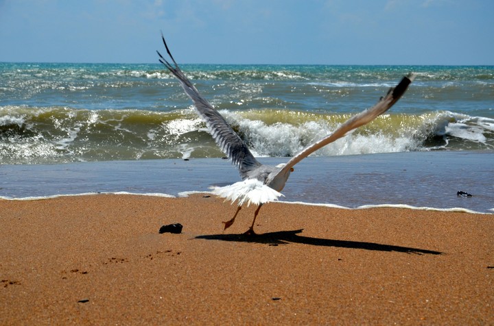 Sea. Bird