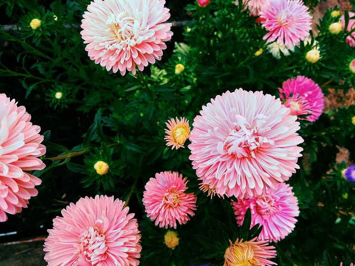 pink flower