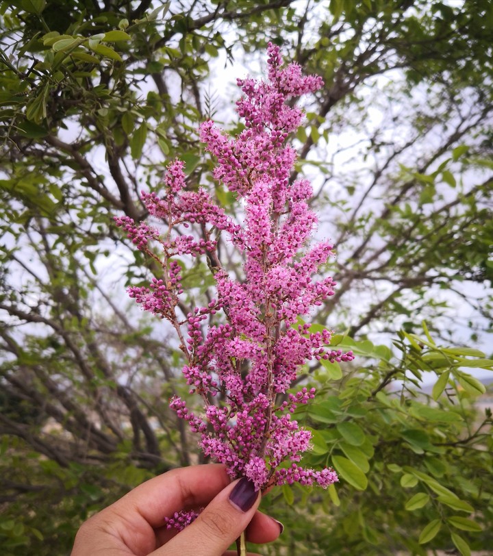 spring flower