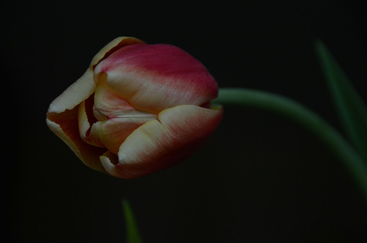 tulip ❤❤