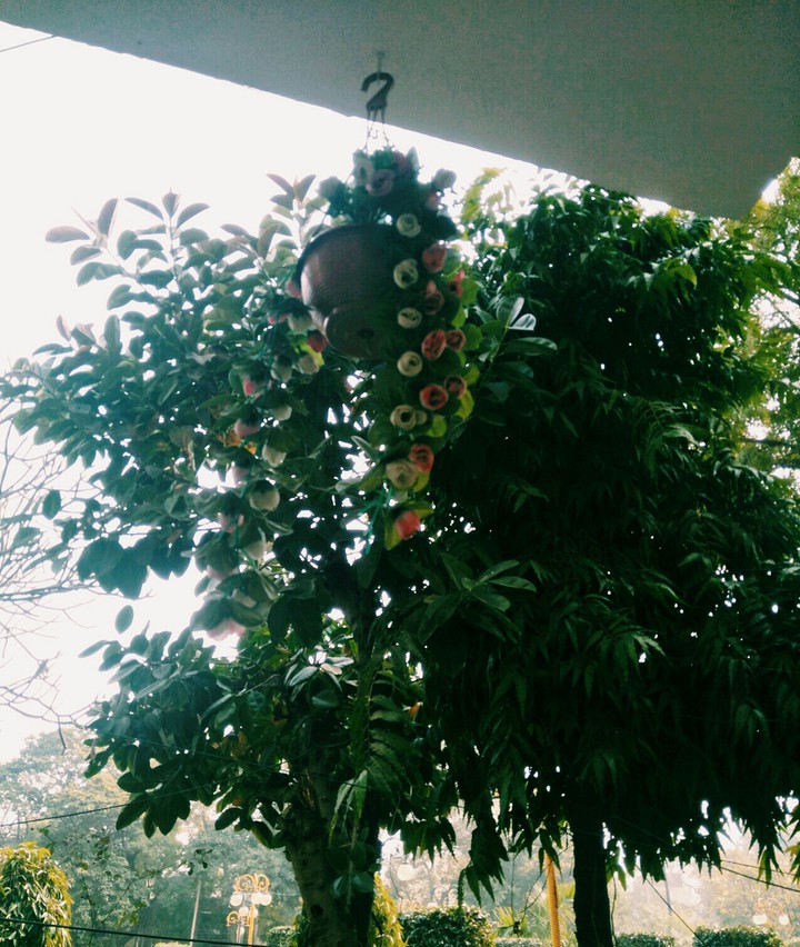 Greenery