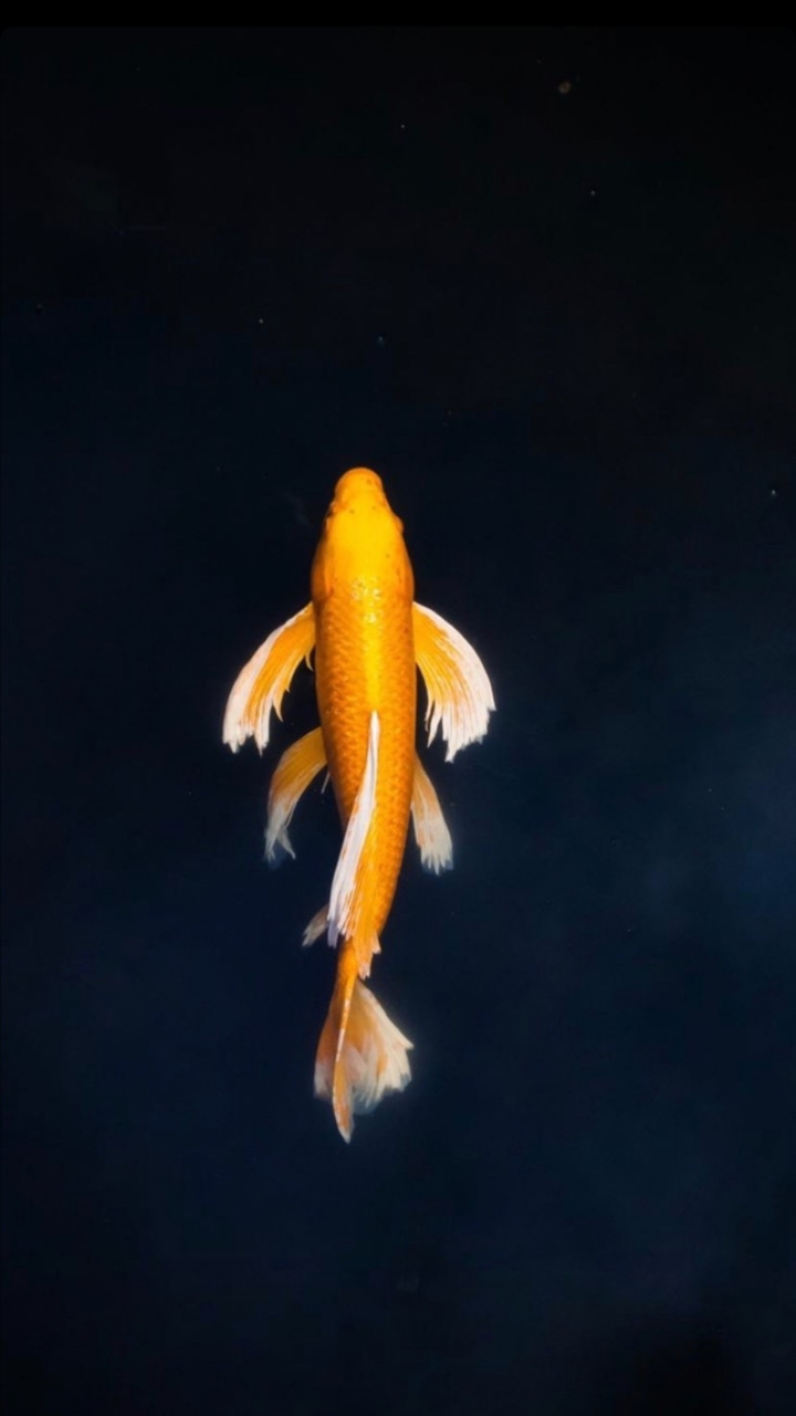 der Fisch