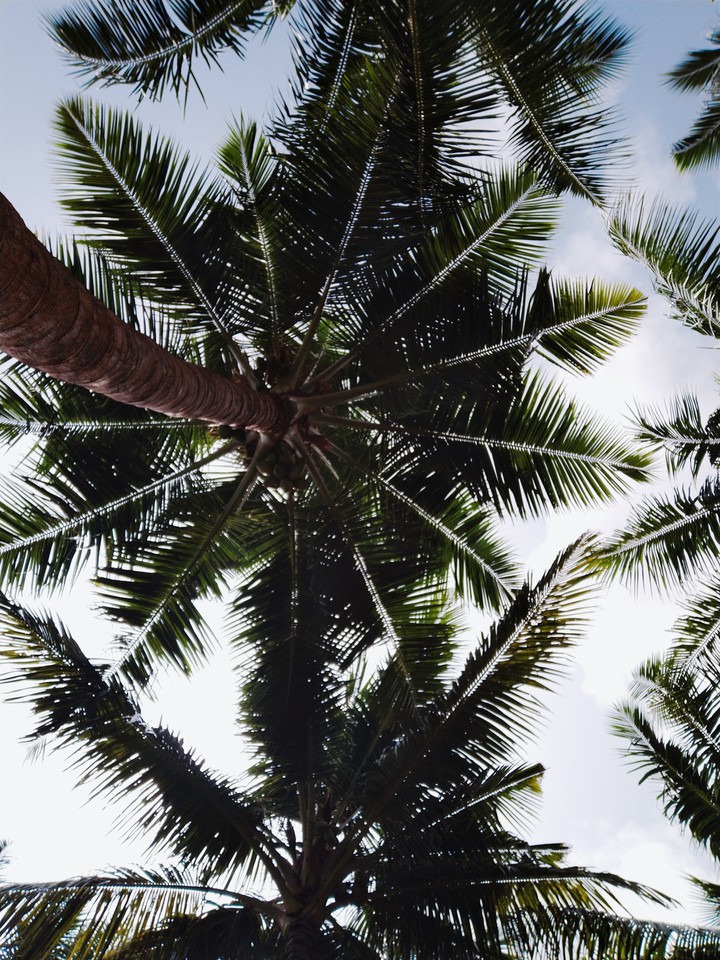 Coconut tree