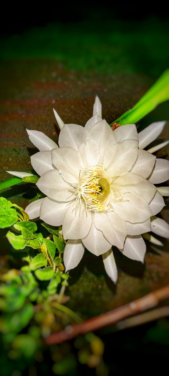 white lotus